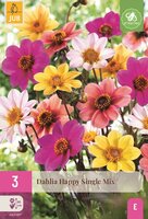 Dahlia happy single mix