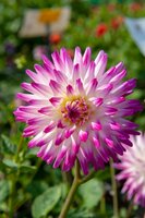 Dahlia hayley jane - afbeelding 2