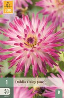 Dahlia hayley jane - afbeelding 1