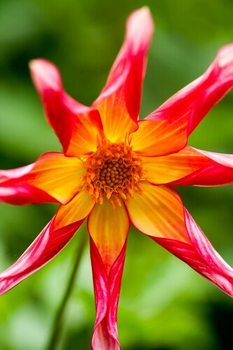 Dahlia honka rood - afbeelding 2