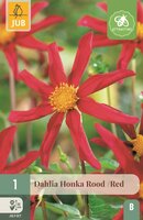 Dahlia honka rood