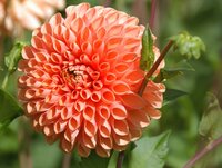 Dahlia jowey linda - afbeelding 2