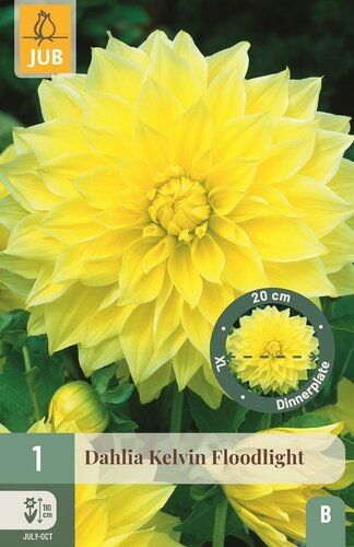Dahlia Kelvin floodlight - afbeelding 1