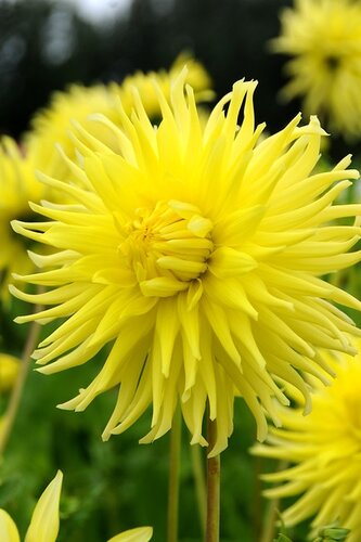 Dahlia Kennemerland - afbeelding 2