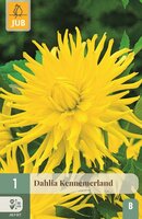 Dahlia Kennemerland