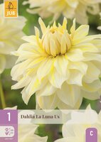 Dahlia la luna us