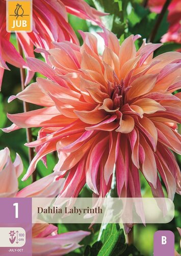 Dahlia labyrinth - afbeelding 1