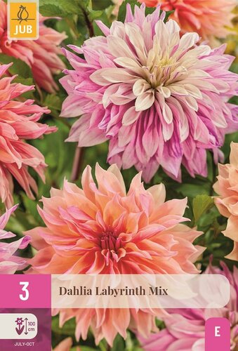 Dahlia labyrinth mix