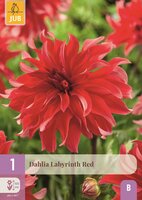 Dahlia labyrinth red