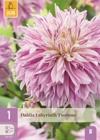 Dahlia labyrinth twotone