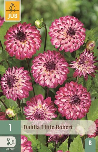 Dahlia little Robert - afbeelding 1