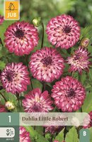 Dahlia little Robert - afbeelding 1