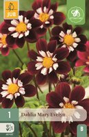 Dahlia Mary Evelyn - afbeelding 1