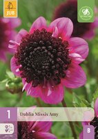 Dahlia missis amy