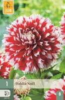 Dahlia noel