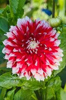 Dahlia noel - afbeelding 2