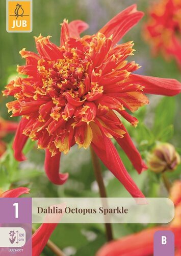 Dahlia octopus sparkle