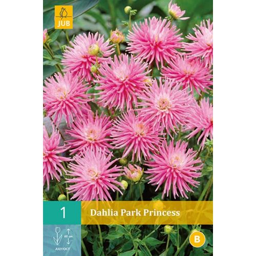 Dahlia Park princess - afbeelding 1