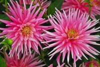 Dahlia park princess - afbeelding 2