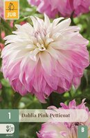 Dahlia pink petticoat - afbeelding 1