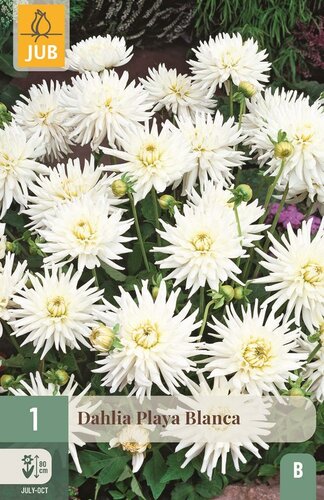 Dahlia Playa blanca - afbeelding 1