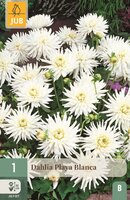 Dahlia Playa blanca
