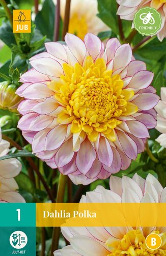 Dahlia polka - afbeelding 1