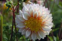 Dahlia polka - afbeelding 2