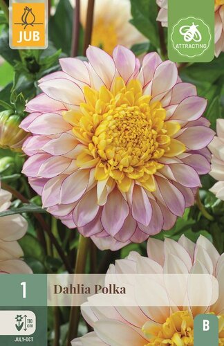 Dahlia polka - afbeelding 1