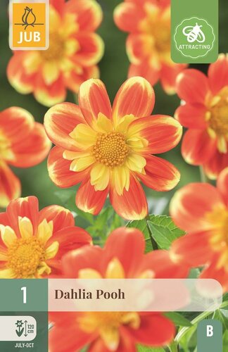 Dahlia pooh - afbeelding 1