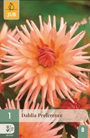 Dahlia Preference