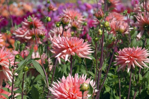 Dahlia Preference - afbeelding 2