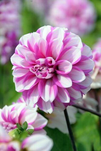 Dahlia priceless pink - afbeelding 2