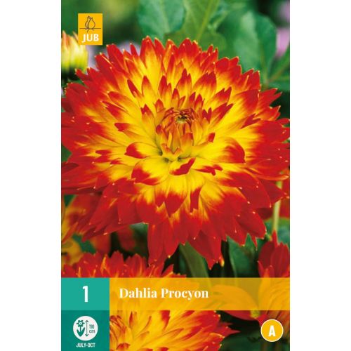 Dahlia procyon