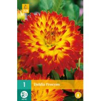 Dahlia procyon