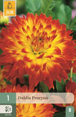 Dahlia procyon - afbeelding 1