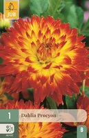 Dahlia procyon - afbeelding 1