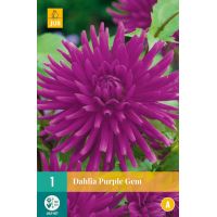 Dahlia purple gem