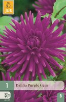 Dahlia purple gem