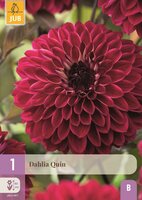 Dahlia quin