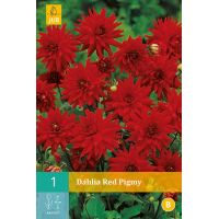 Dahlia Red pigmy