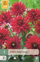 Dahlia Red pigmy
