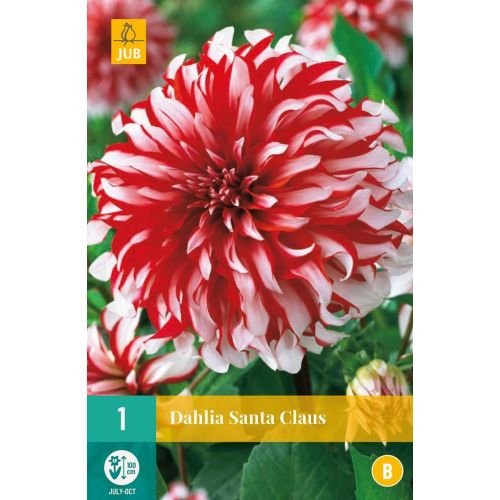 Dahlia Santa claus