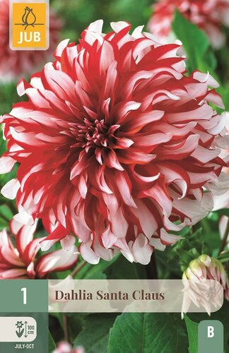 Dahlia Santa claus - afbeelding 1