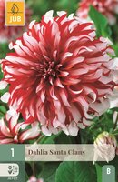 Dahlia Santa claus - afbeelding 1