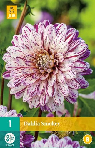 Dahlia Smokey