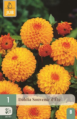 Dahlia souvenir d'eté - afbeelding 1