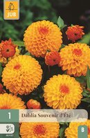 Dahlia souvenir d'eté