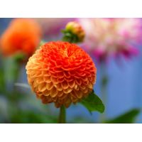 Dahlia souvenir d'eté - afbeelding 2