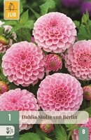 Dahlia Stolze von Berlin - afbeelding 1